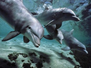 Grupo-de-Delfines-677037_1024