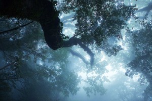 bioacustica aplicada - soundandlife