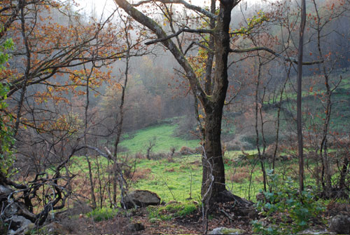 Sonidos para la depresi&oacute;n, sonidos para la tristeza, sonidos para el cansancio oto&ntilde;al, sonidos del caurel, sonido de bosques, sonidos del bosque, sonidos de galicia, sonidos energeticos
