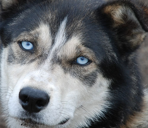 aulliido de lobo, aullido de Malamute, aullido terapia, sonidos del yuk&oacute;n, sonidos de Alaska, sonidos de Canad&aacute;, aullidos de lobos, sonidos de la naturaleza, aullidos terapeuticos